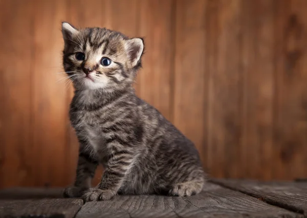 Kleine Kitten Bij Oude Houten Planken Achtergrond — Stockfoto