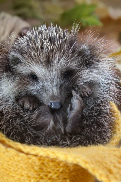 Close Young Hedgehog Yellow Scarf — Stock Photo, Image