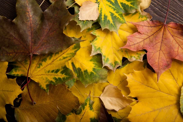 Pohled Shora Barevné Podzimní Listí — Stock fotografie