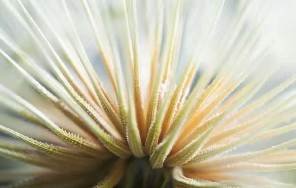 Macro Shot Dandelion Seeds Texture — Stock Photo, Image