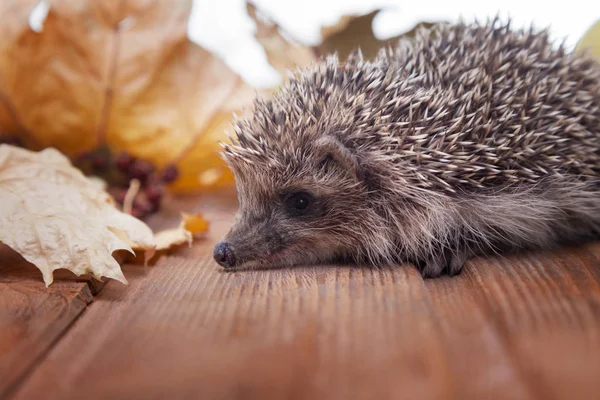 Junger Igel Mit Herbstblättern Auf Holzboden — Stockfoto