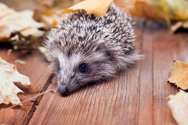 Close Young Hedgehog Autumn Leaves Wooden Floor — Stock Photo, Image