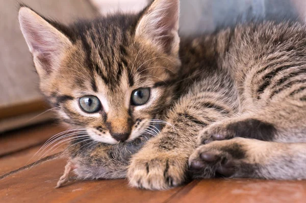 Vergrote Weergave Van Kitten Muis Gevangen Houten Vloer — Stockfoto