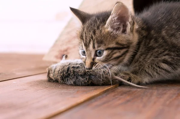 Vergrote Weergave Van Kitten Muis Gevangen Houten Vloer — Stockfoto