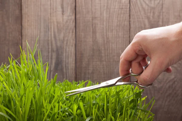 Male Hand Scissors Cutting Grass — Stock Photo, Image