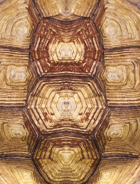 Simetrik Kaplumbağa Kabuğu Dokusuna Yakın Çekim — Stok fotoğraf