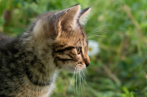 Weinig Cyperse Kat Van Blauw Zomer Groen Gras — Stockfoto