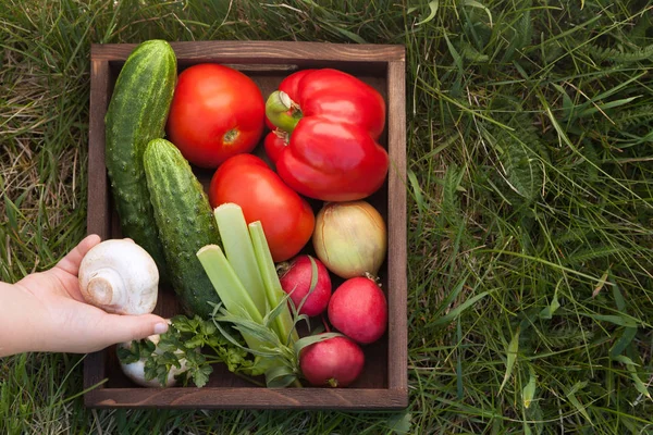 庭の芝生の上の木箱に野菜 — ストック写真