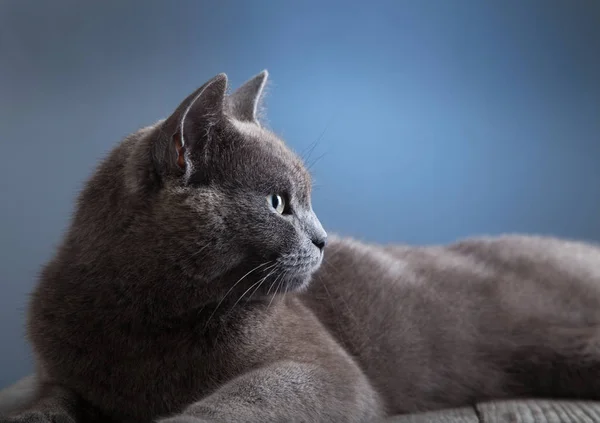 Grijze Britse Kat Blauwe Achtergrond — Stockfoto