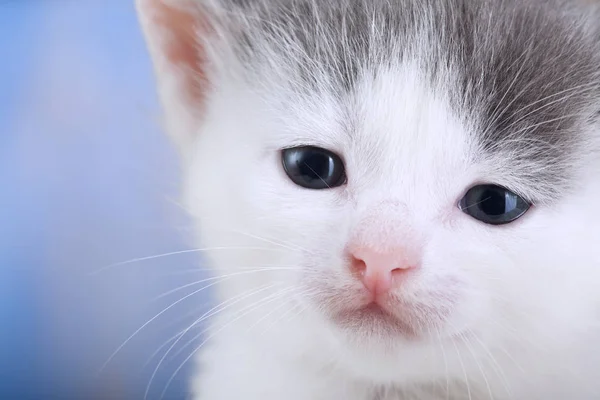 Primer Plano Vista Mullido Gris Blanco Gatito — Foto de Stock