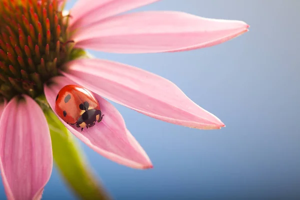 Röd Nyckelpiga Echinacea Blomma Blå Bakgrund — Stockfoto