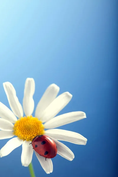 Vista Cerca Mariquita Manzanilla Fondo Azul — Foto de Stock