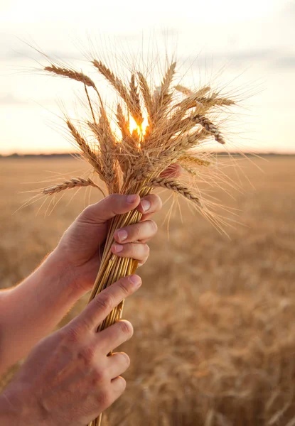 Hombre Sosteniendo Brotes Trigo Con Campo Trigo Fondo — Foto de Stock