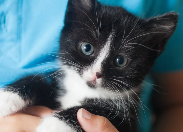 Primer Plano Vista Gatito Hombro Niño — Foto de Stock