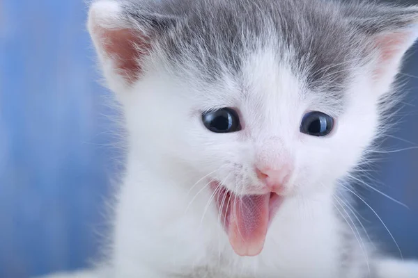 Close View Fluffy Gray White Kitten — Stock Photo, Image