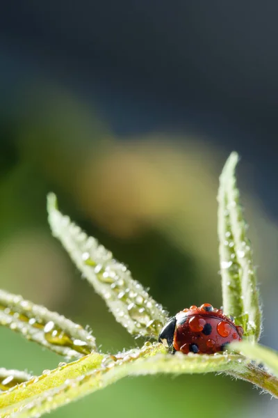 Kırmızı Uğur Böceği Yeşil Yaprak Üzerinde Görmek — Stok fotoğraf