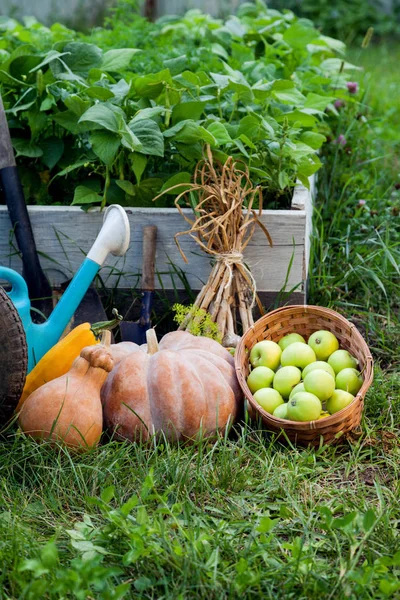 カボチャと庭で水まき缶とリンゴを収穫 — ストック写真