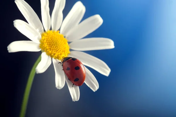 Närbild Ladybird Kamomill Blå Bakgrund — Stockfoto
