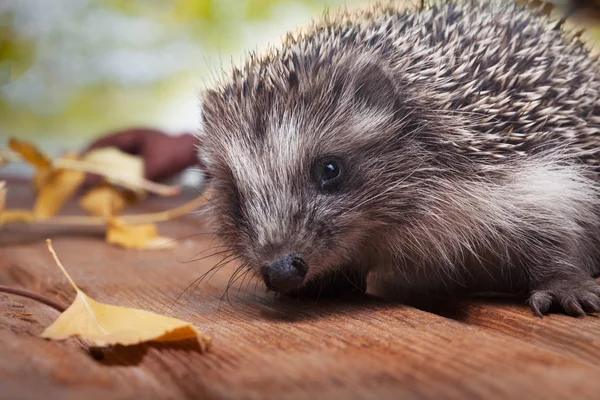Young Hedgehog Autumn Leaves Wooden Floor — Stock Photo, Image