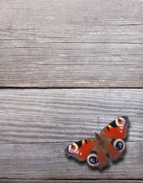 Close Borboleta Painéis Madeira — Fotografia de Stock