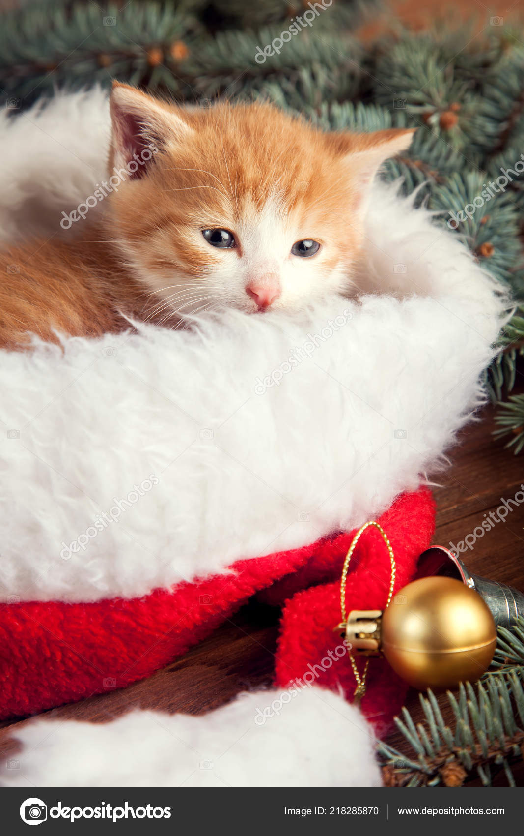 kitten christmas hat