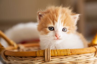 sepet içinde oturan sevimli küçük zencefil yavru kedi
