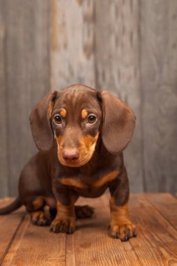sevimli köpek yavrusu köpek dachshund ahşap yüzey üzerinde görmek  