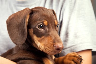 Genç çocuk çok güzel daksund köpek tutarak atış kırpılmış   