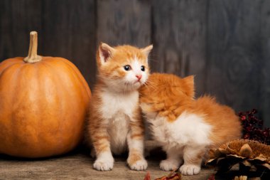 iki sevimli yavru kedi ile halloween kabak koyu ahşap zemin üzerine zencefil