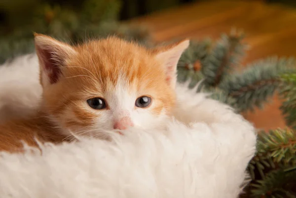 Little Ginger Cat Santa Hat Wooden Background Christmas Tree — Stock Photo, Image