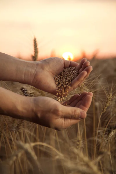 Hombre Vierte Trigo Mano Mano Sobre Fondo Campo Trigo — Foto de Stock