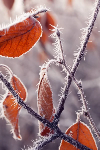 Селективный Фокус Красивых Осенних Ветвей Инеем — стоковое фото