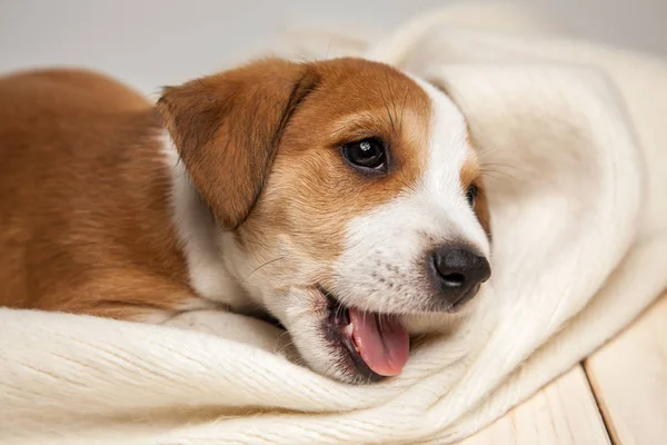Bonito Jack Russell Terrier Cachorro Deitado Cobertor Chão — Fotografia de Stock