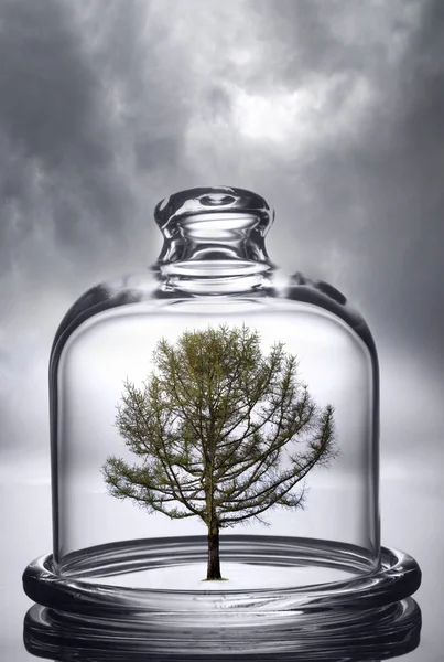 Baum Der Unter Einer Glaskuppel Auf Bewölktem Hintergrund Wächst Umweltschutzkonzept — Stockfoto