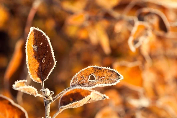 Närbild Vackra Höst Grenar Med Hoar Frost Och Strålar Stigande — Stockfoto