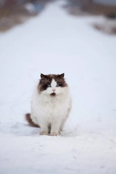 Vista Cerca Hermoso Gato Peludo Sentado Nieve Invierno — Foto de Stock