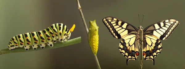 Panoramautsikt Över Omvandlingen Gemensamma Machaon Fjäril Framväxande Från Kokong Suddig — Stockfoto