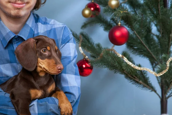 Menino Brincando Com Cachorro Perto Abeto Natal — Fotografia de Stock