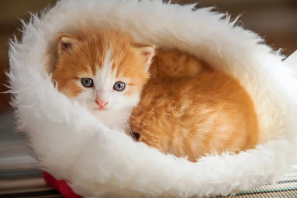 Mignon Chaton Rouge Couché Dans Chapeau Santa Rouge — Photo