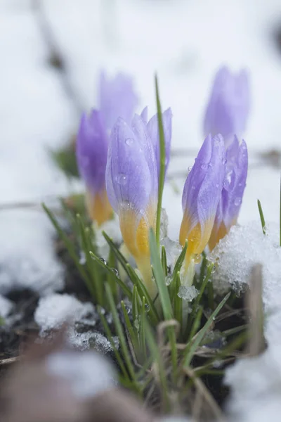 Crocus Snow Covered Garden — Stock Photo, Image