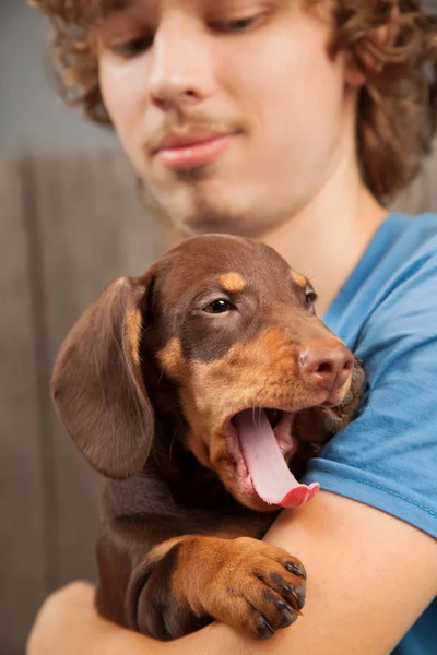 Hond Pup Ras Teckel Gelukkige Jongen — Stockfoto