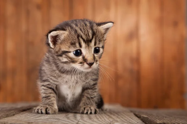 Pequeno Gatinho Tabby Fundo Velhas Tábuas Madeira — Fotografia de Stock