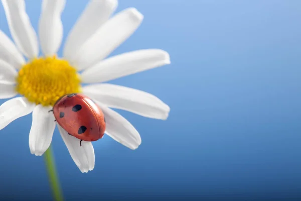 Ladybird Mile Flower Blue Fone — стоковое фото