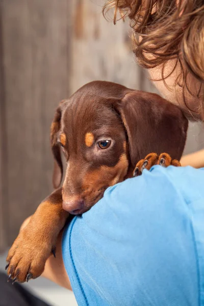 Cachorro Cão Raça Dachshund Ombro Menino Adolescente Seu Animal Estimação — Fotografia de Stock
