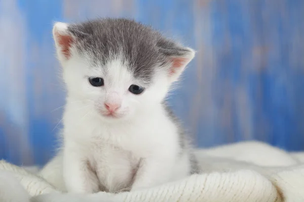 Gatito Blanco Una Manta Cómoda Close — Foto de Stock