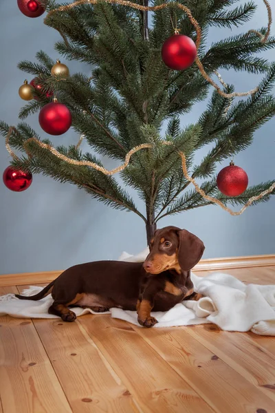 Hund Nära Fir Julgran — Stockfoto