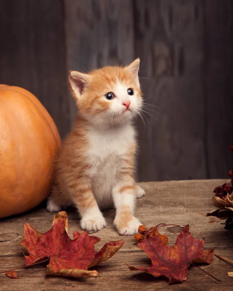 Halloween Pumpkin Ginger Kitten Dark Wood Background Autumn Leaves — Stock Photo, Image