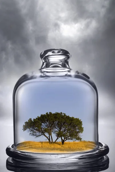 Tree Growing Glass Dome Cloudy Background Environmental Conservation Concept — Stock Photo, Image