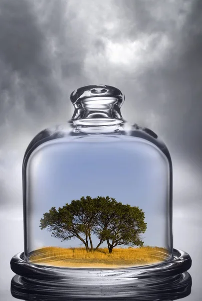 Arbre Poussant Sous Dôme Verre Sur Fond Nuageux Concept Conservation — Photo