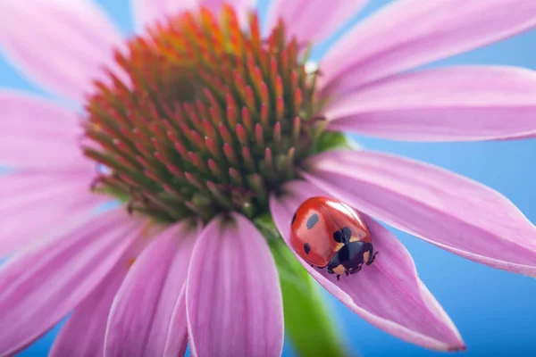 美丽的红色瓢虫在紫锥菊花 瓢虫匍匐在花瓣上 — 图库照片